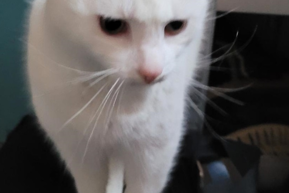 Cloe