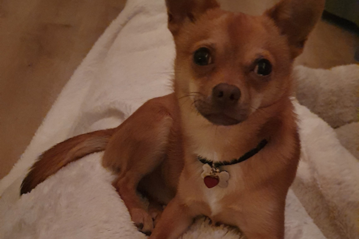 Lou