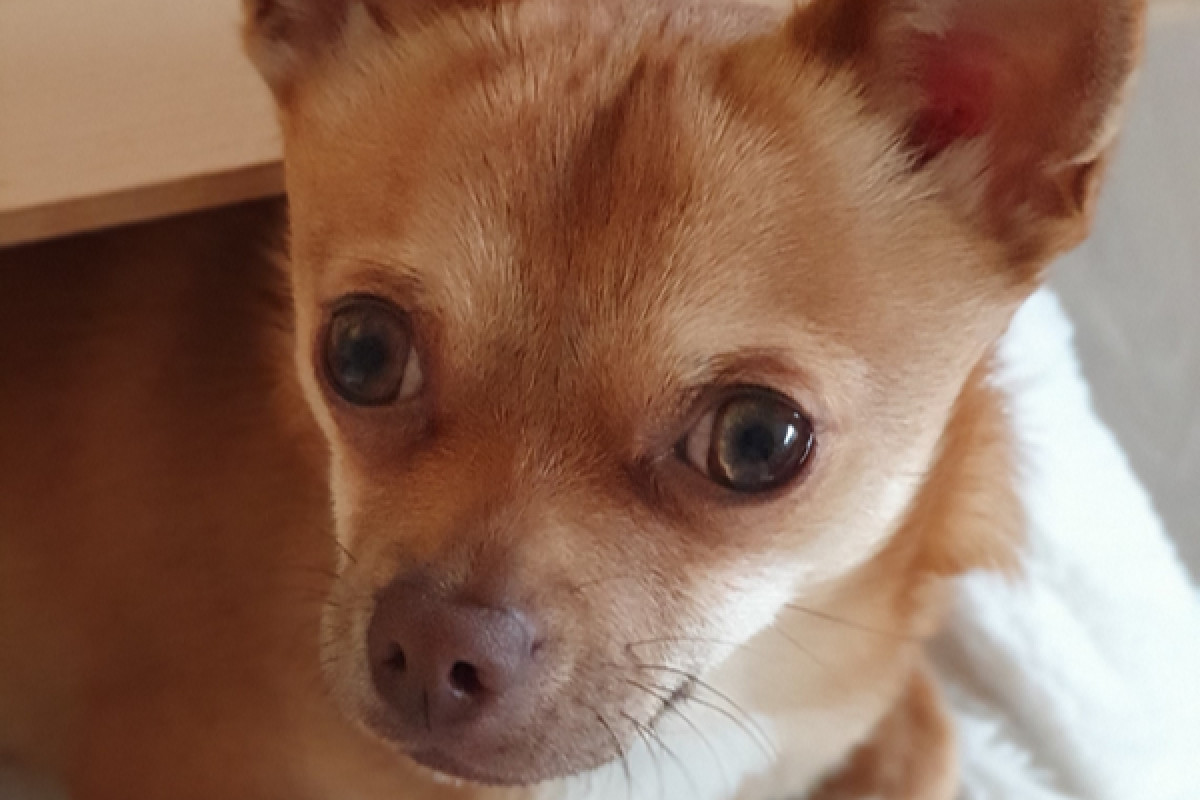 Lou