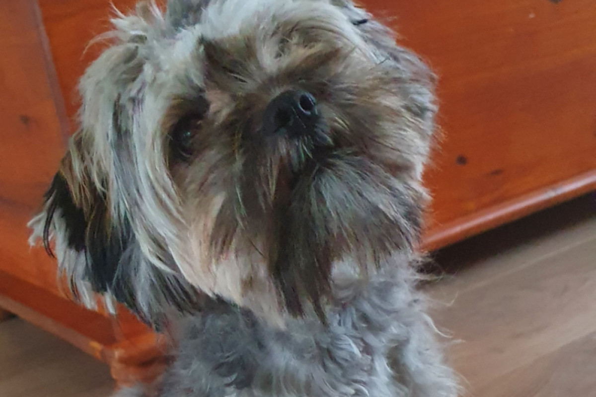 Didi