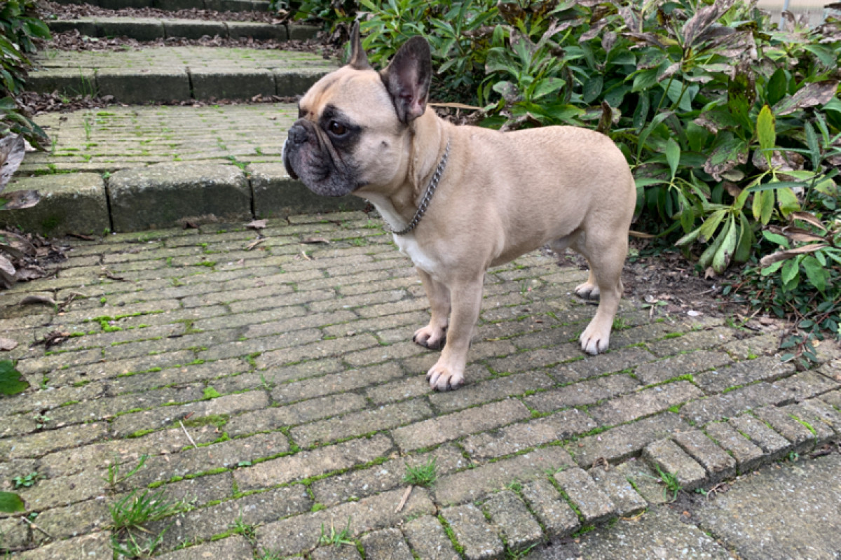 Gerrit