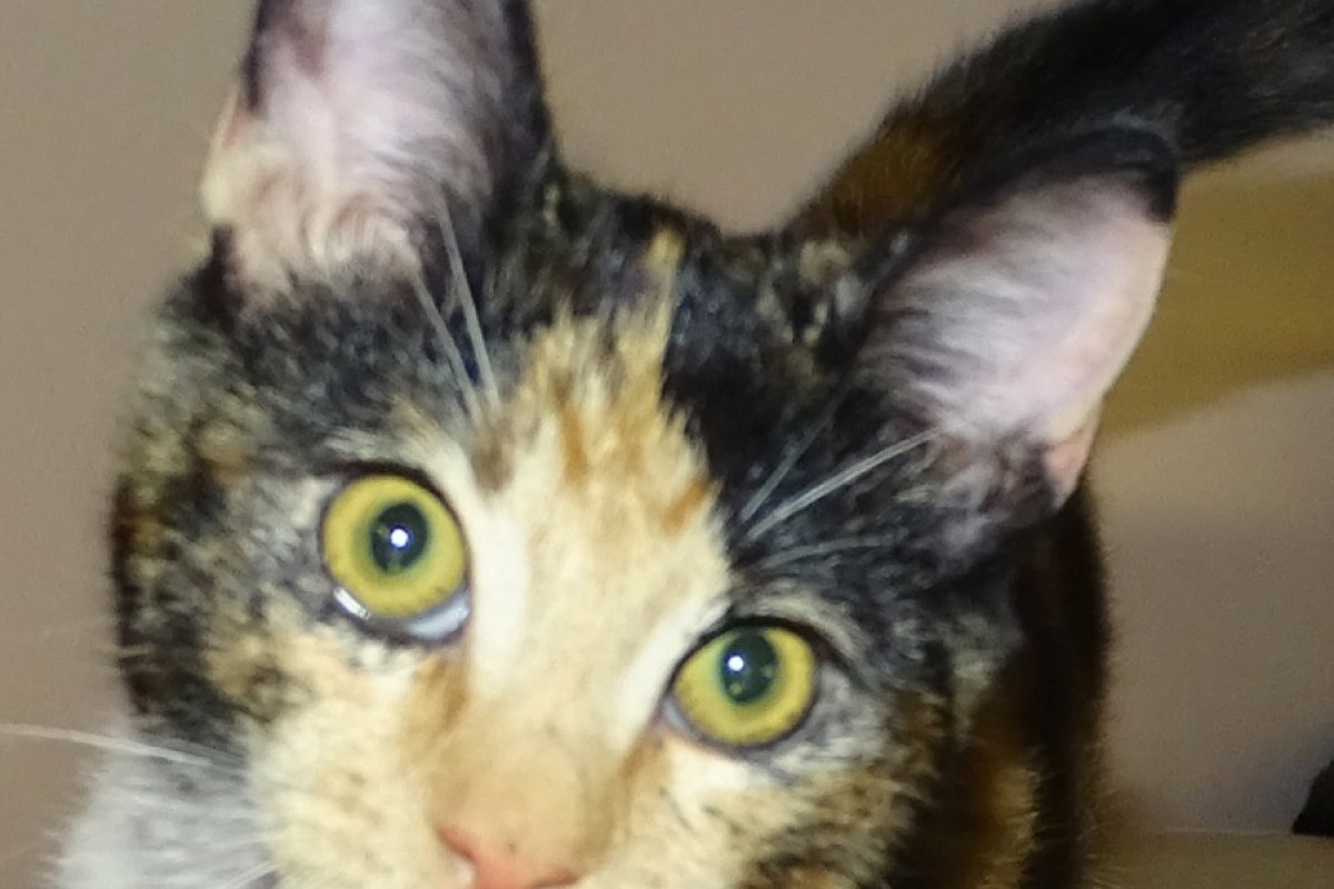 Nala