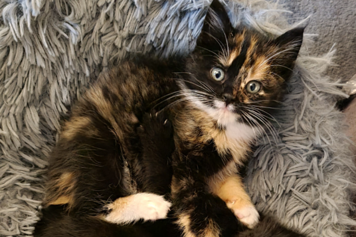 Mikki