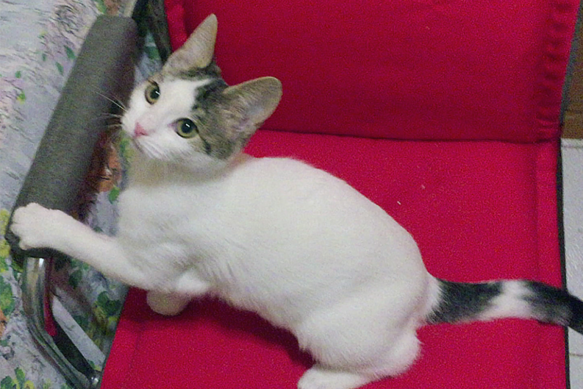 Mikis