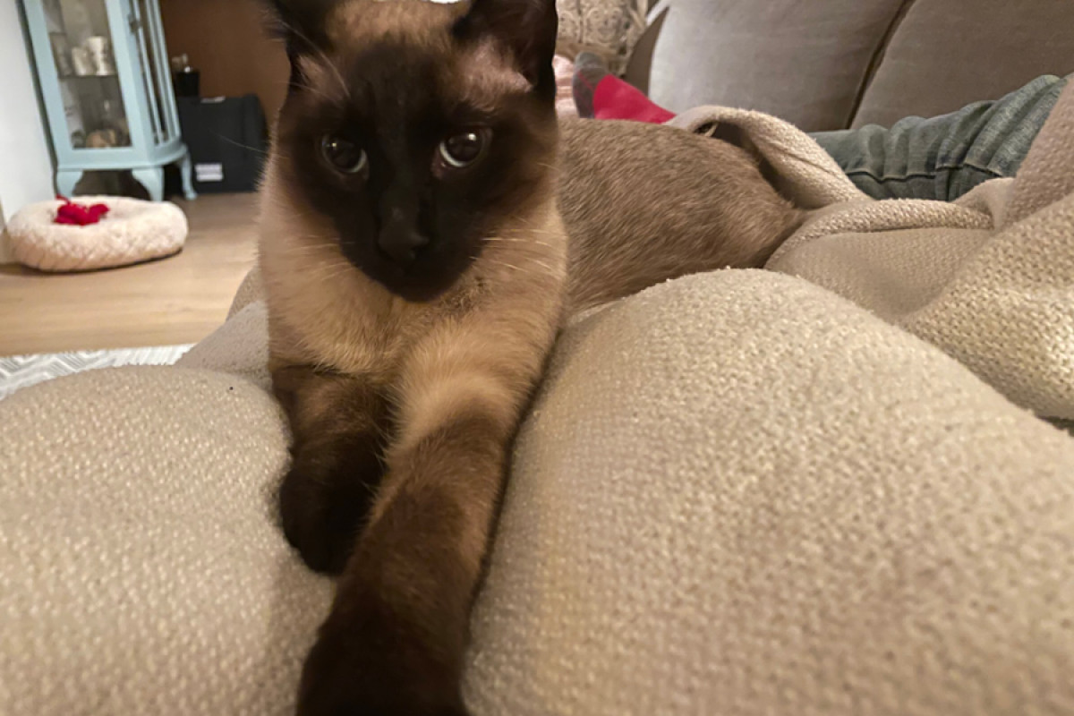Oscar