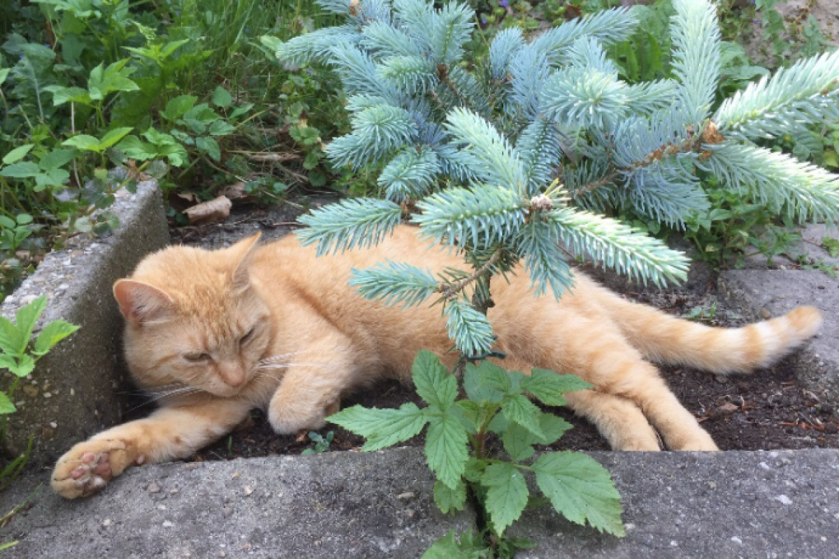 Kitty