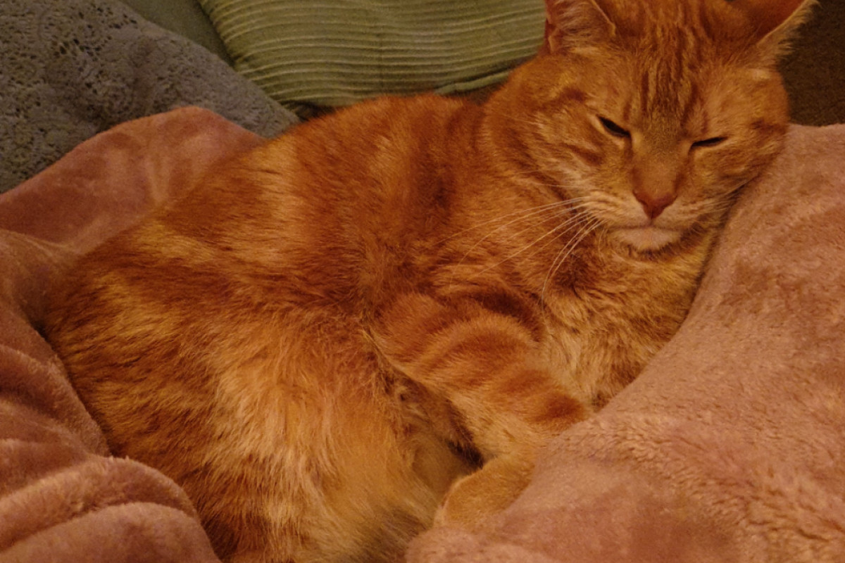 Binkie