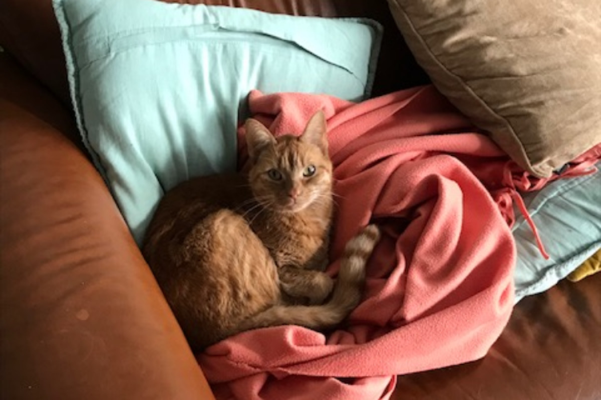 Gigi
