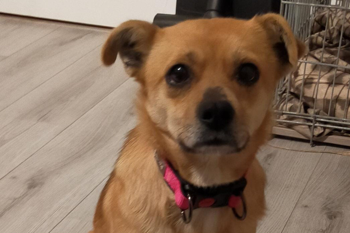 Loesje