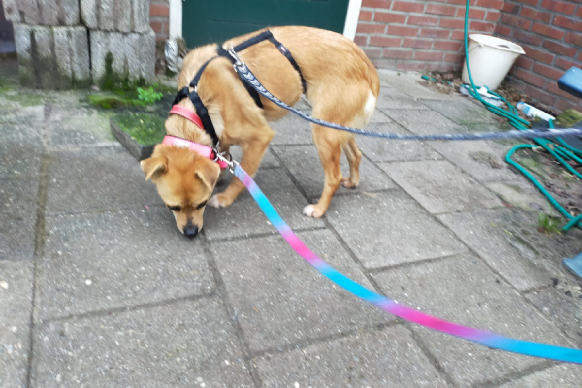 Loesje