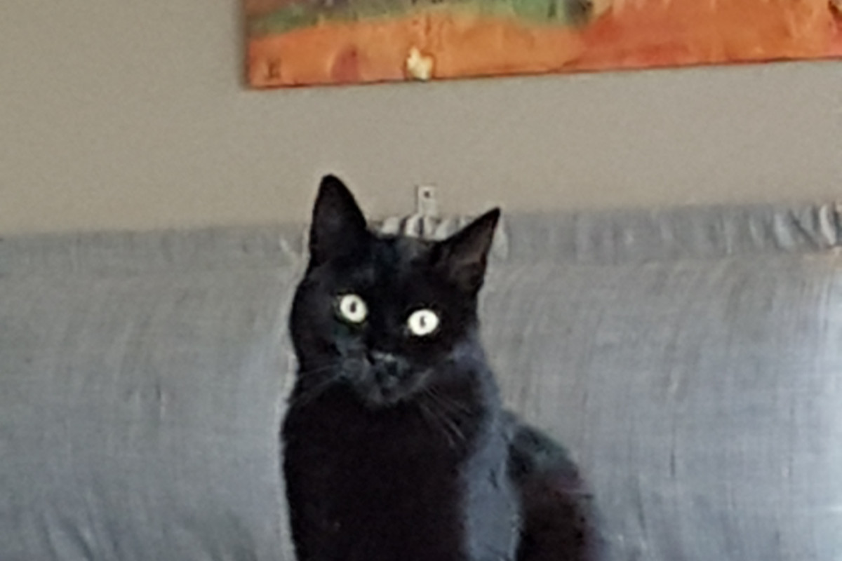 Izzy