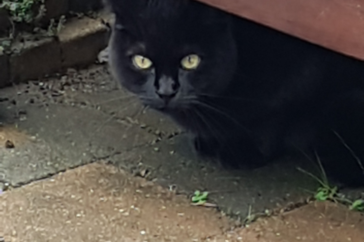 Izzy