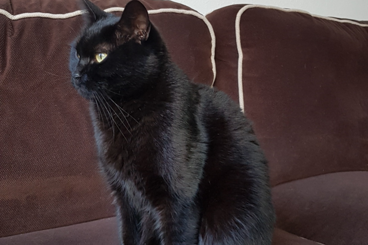 Izzy