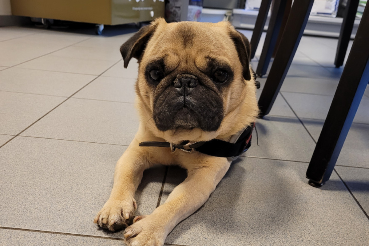 Tebbie (Met filmpje!)