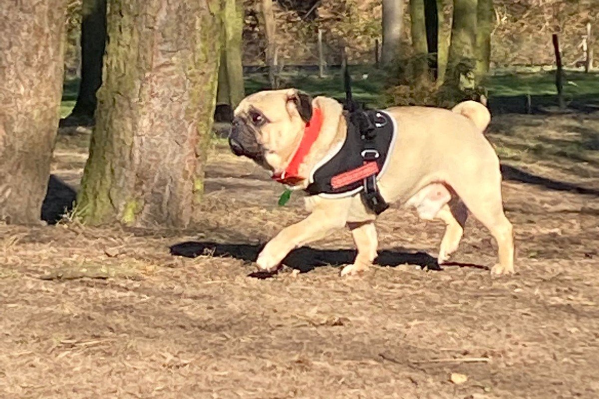 Tebbie (Met filmpje!)