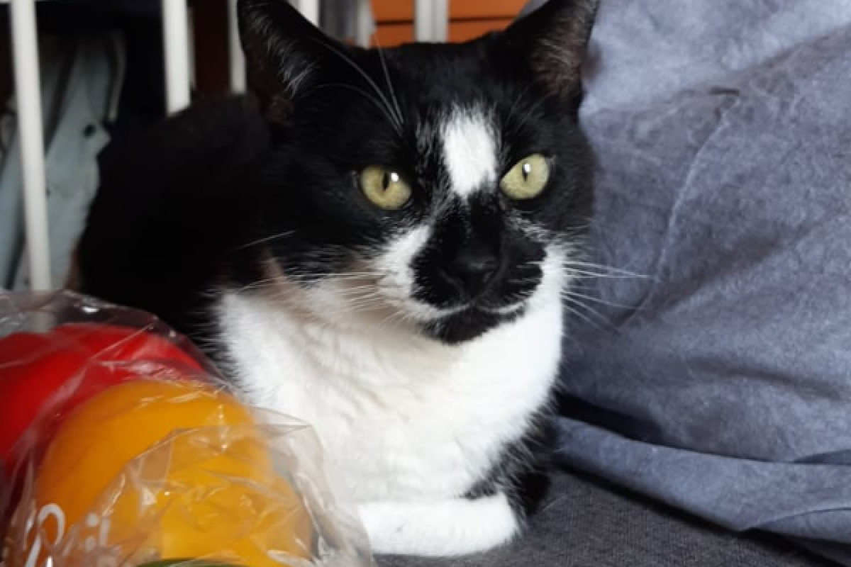 Domino