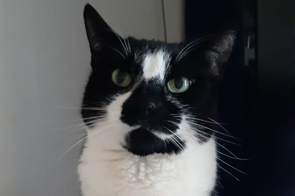 Domino
