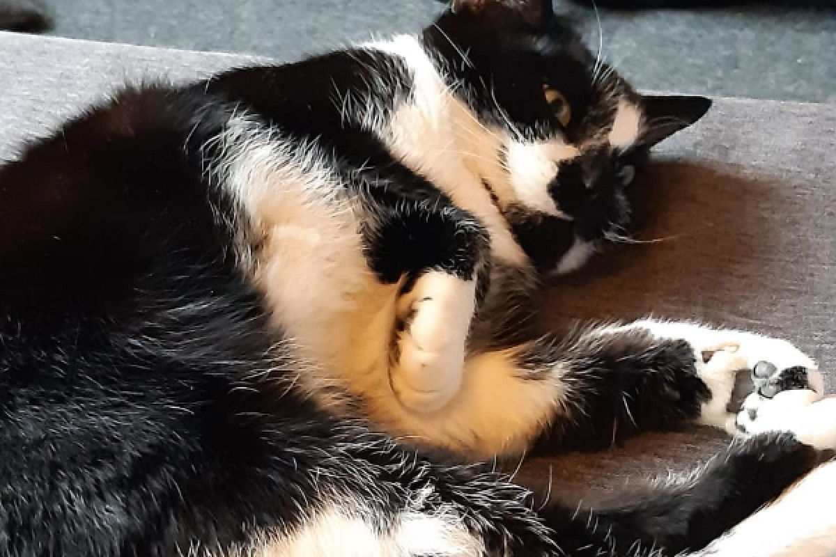 Domino