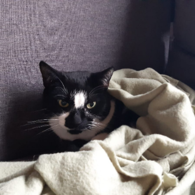 Domino