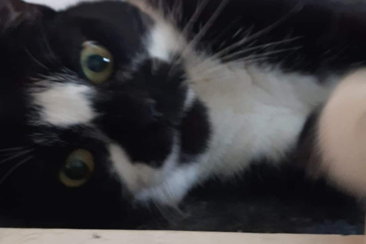 Domino