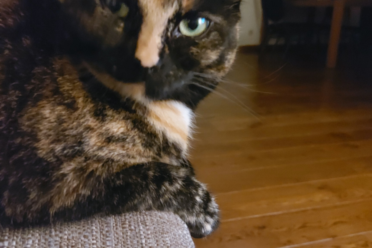 bibi