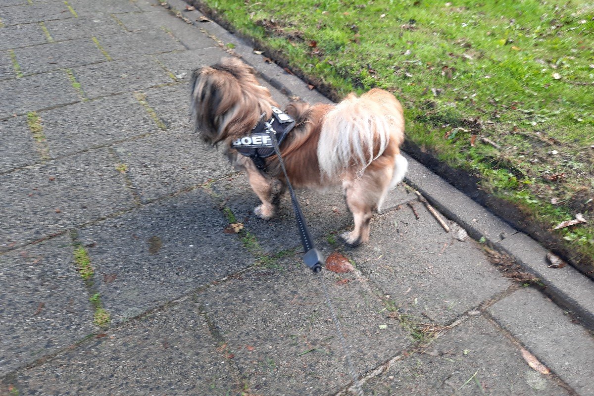 Boeffie