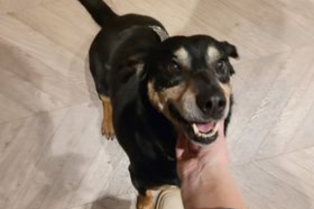 Paka