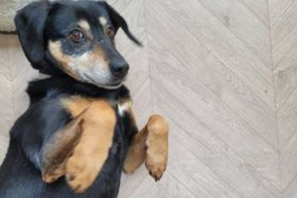 Paka