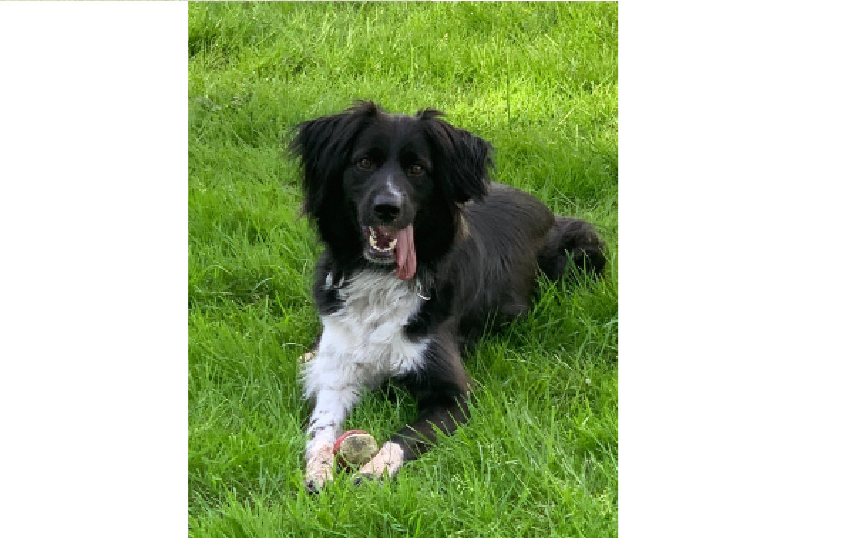 Chico