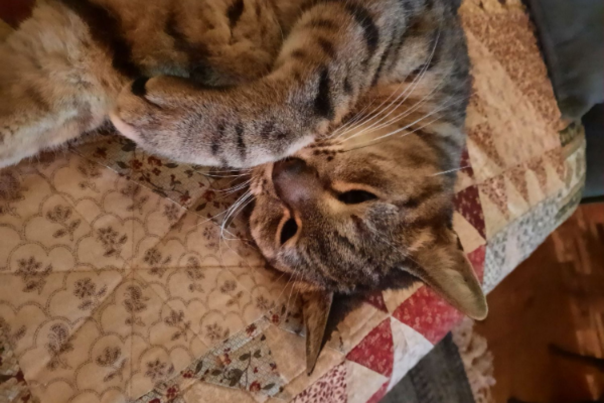 Floortje