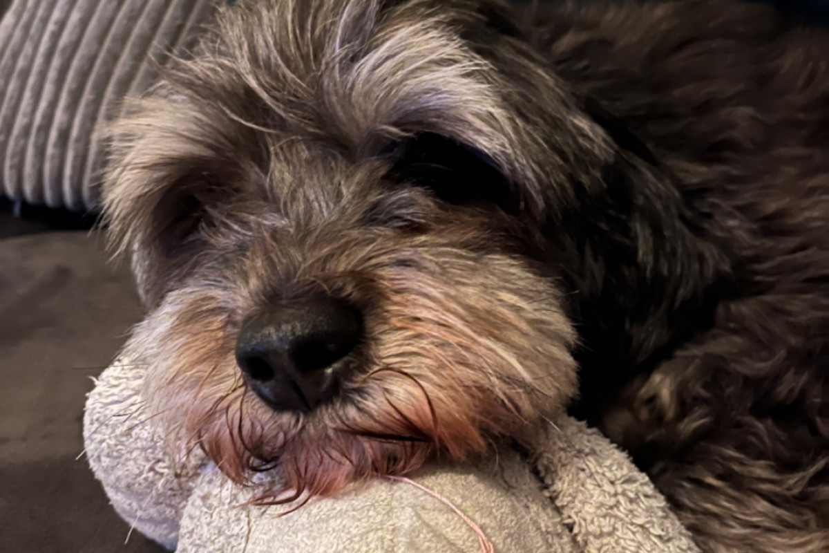 Ollie