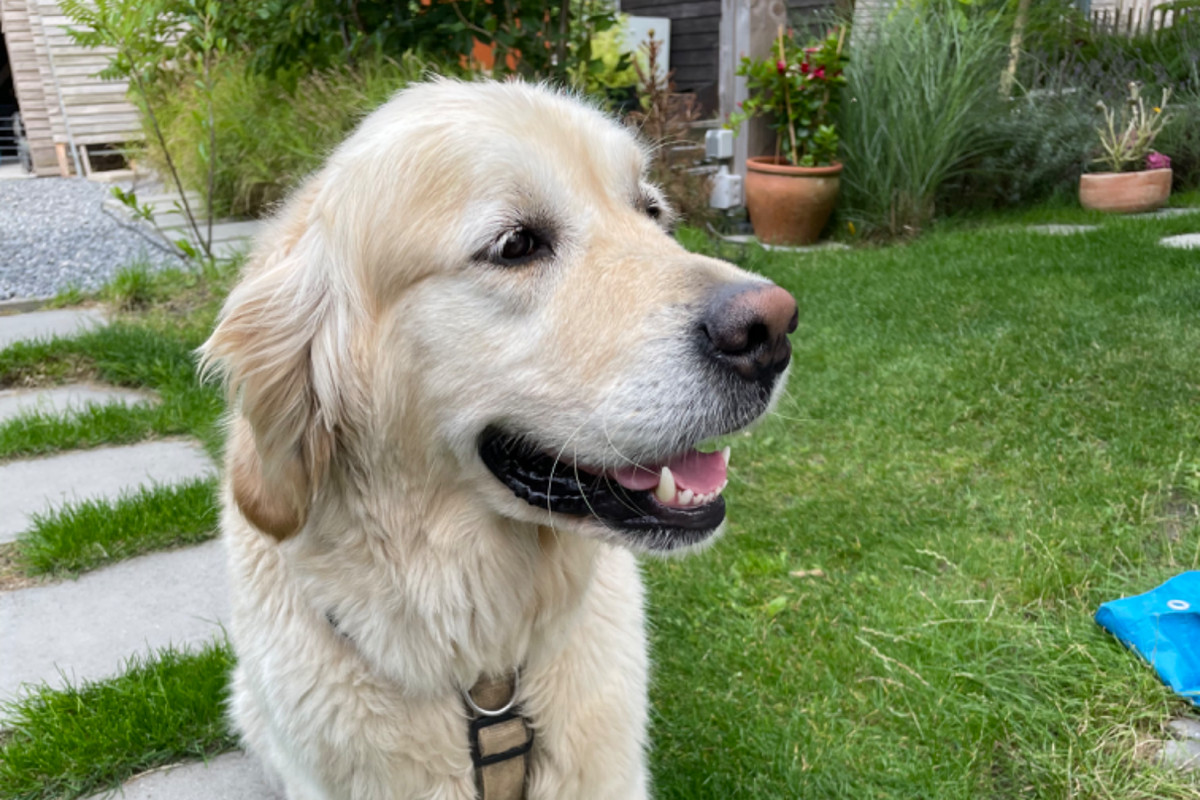 Cooper