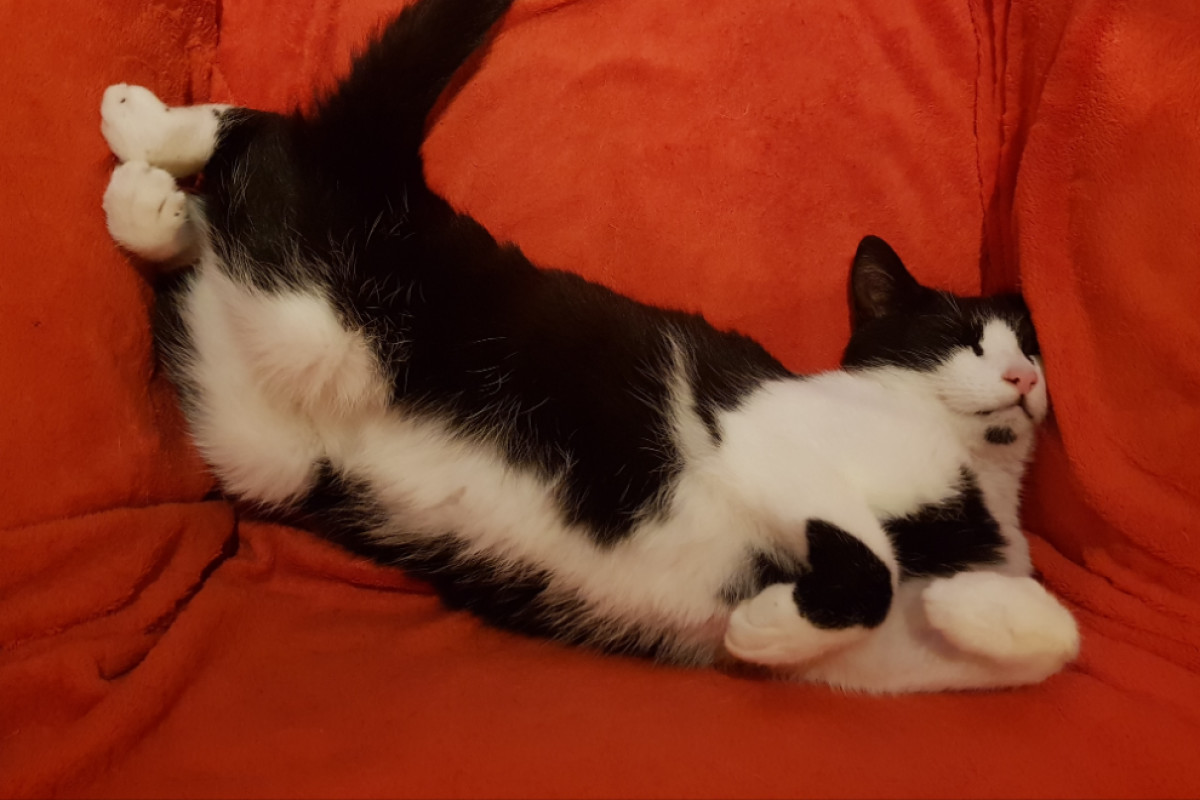 Archibald (Archer)