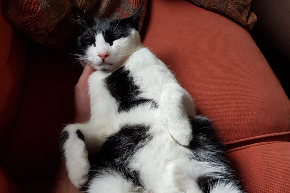 Archibald (Archer)
