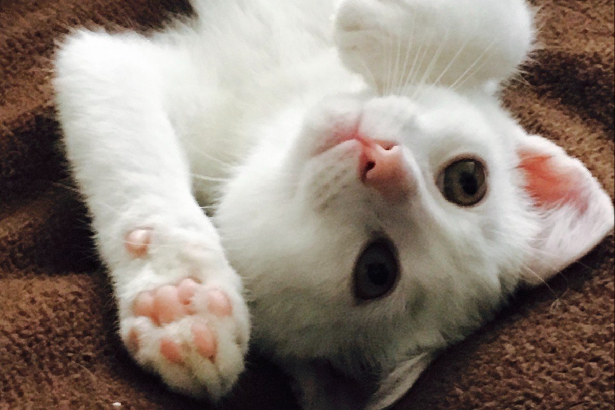 Boris