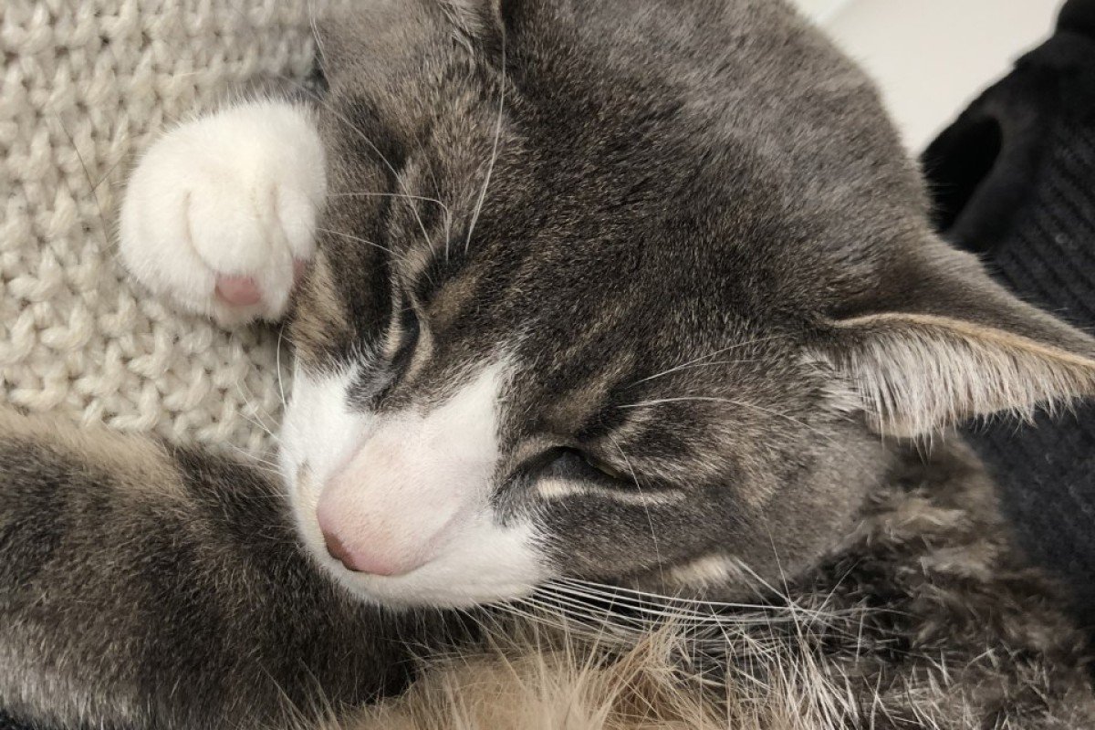 Pip