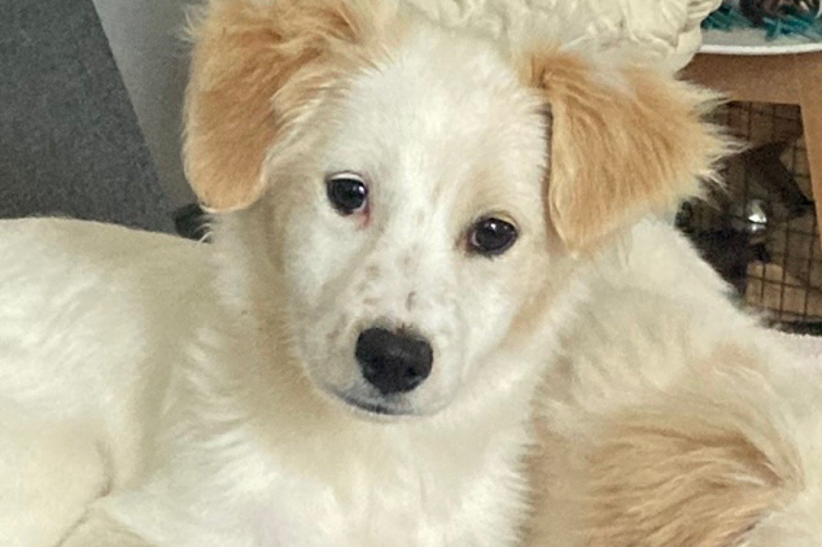 Bella