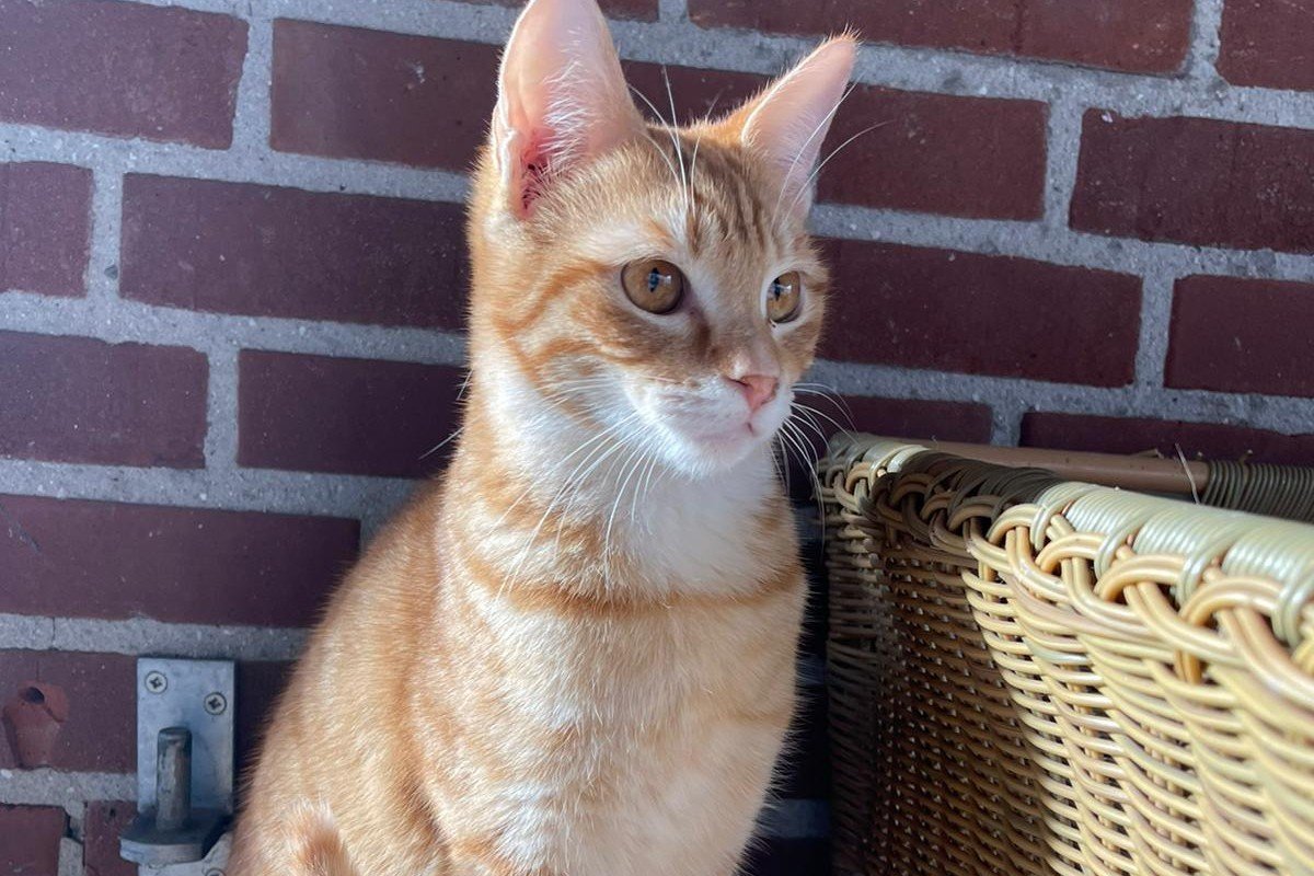 Gina