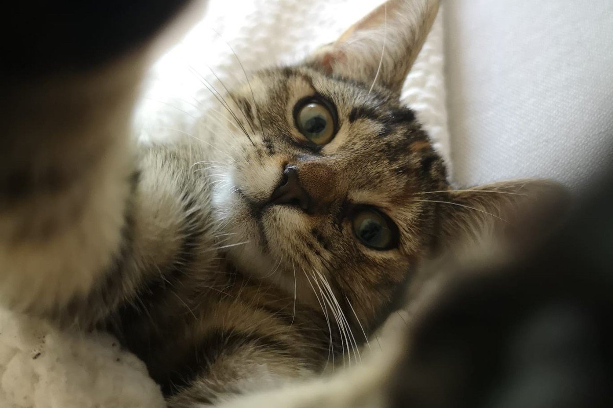 Pip