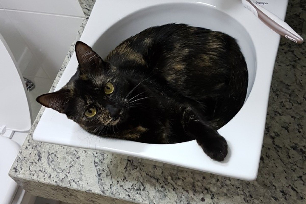 Amora