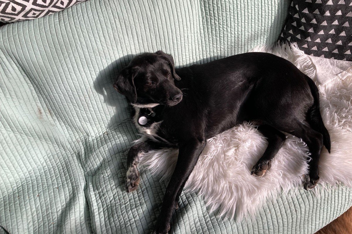 Blacky