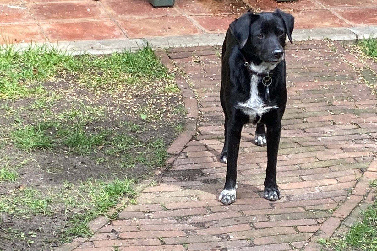 Blacky