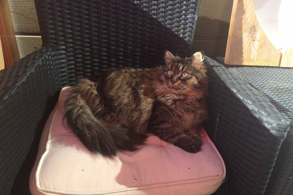 Chita