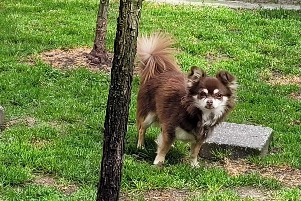 Coco