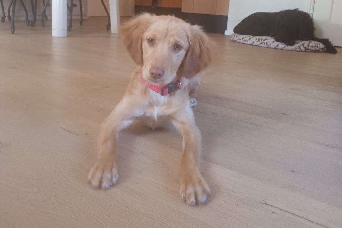 Zoula