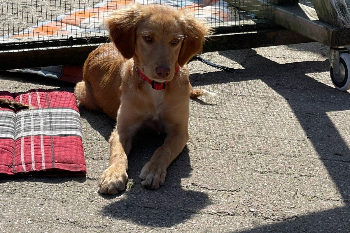 Zoula