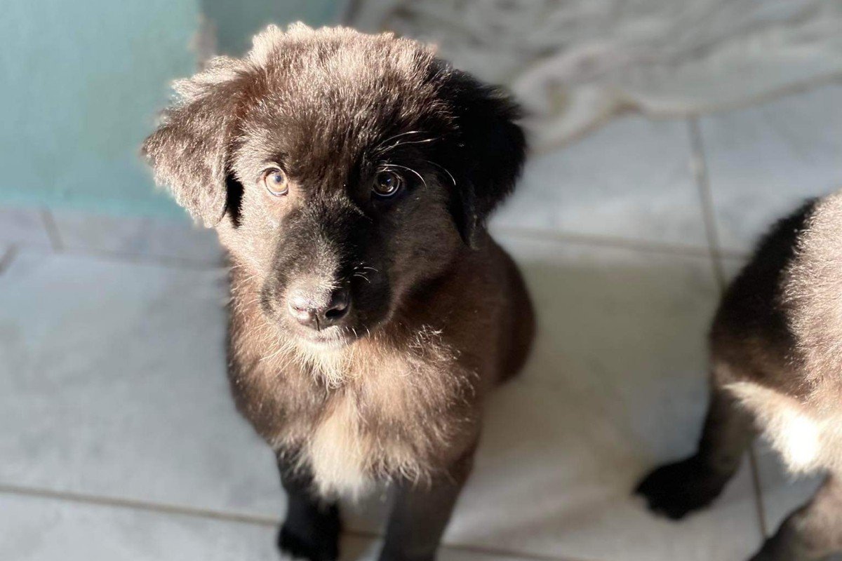 Floki
