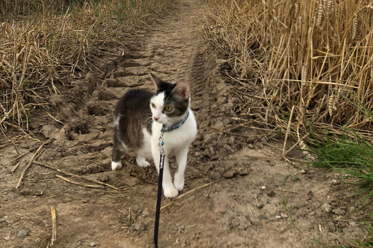 Kitty