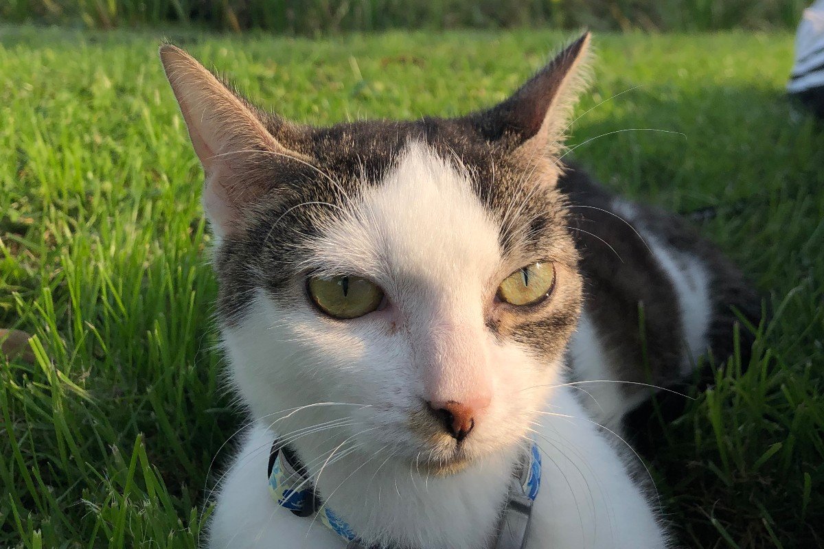 Kitty