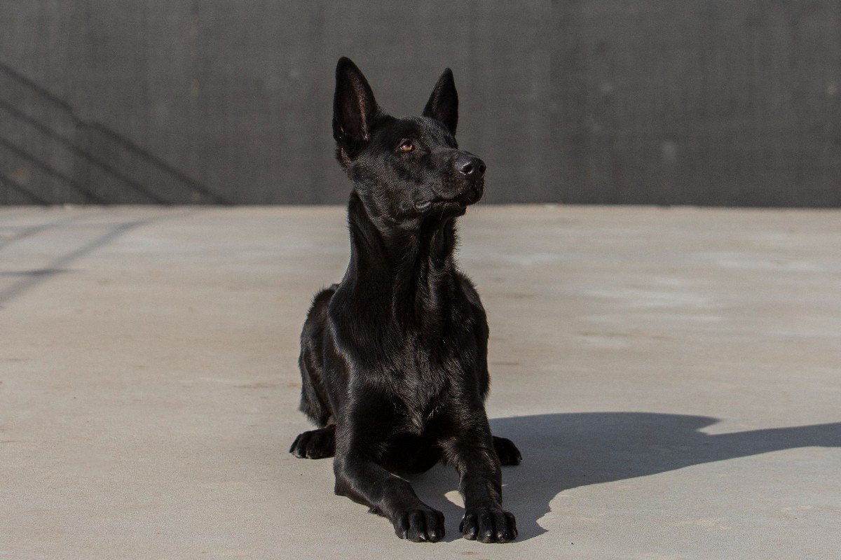 Floki